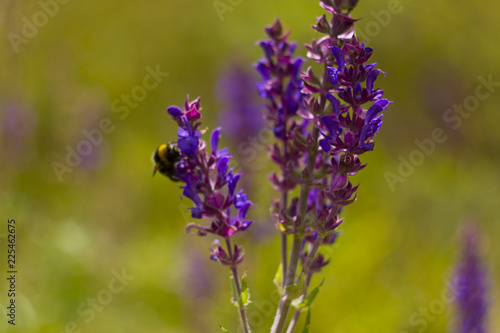 Bumblebee flies around a purple flower. Bumblebee flew up to a flower against the background of green nature. Bumblebee and purple flower. 