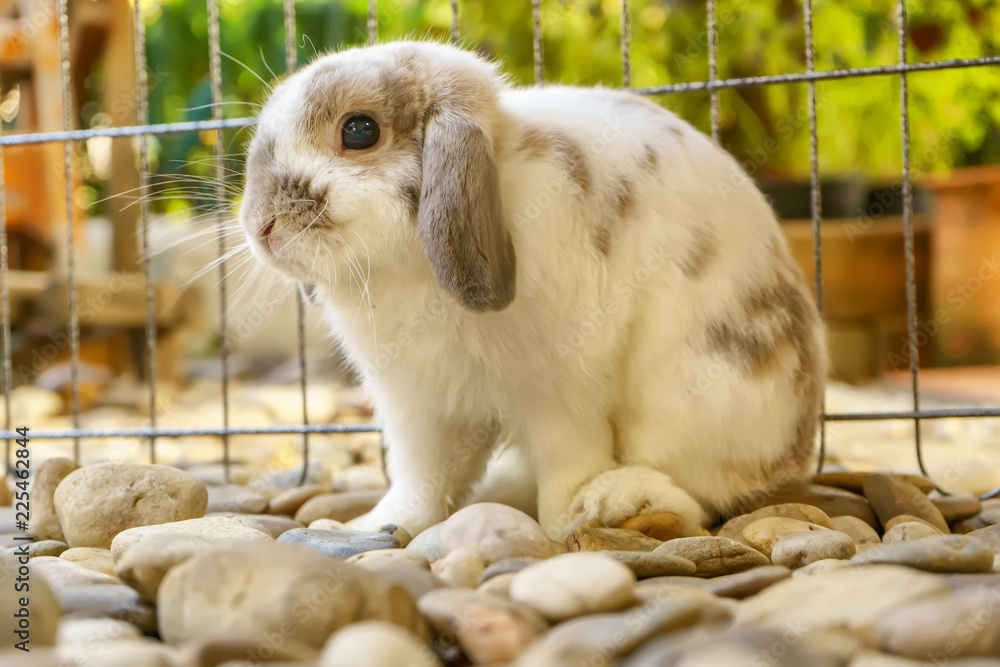 The rabbit are sitting in the rock gardens. The rabbit are sitting in the rock gardens.