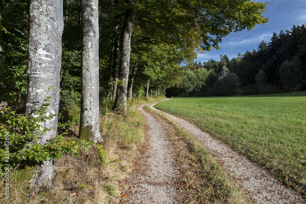 Fototapeta premium Herbstlicher Wald bei Allensbach
