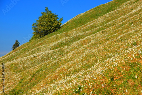 Fototapeta Naklejka Na Ścianę i Meble -  Daffodil mountain in Slovenia