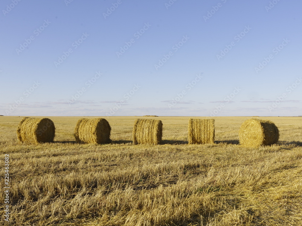 Fototapeta premium Hay bales on harvested fields in the fall.