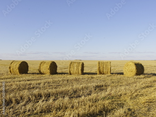 Hay bales on harvested fields in the fall.