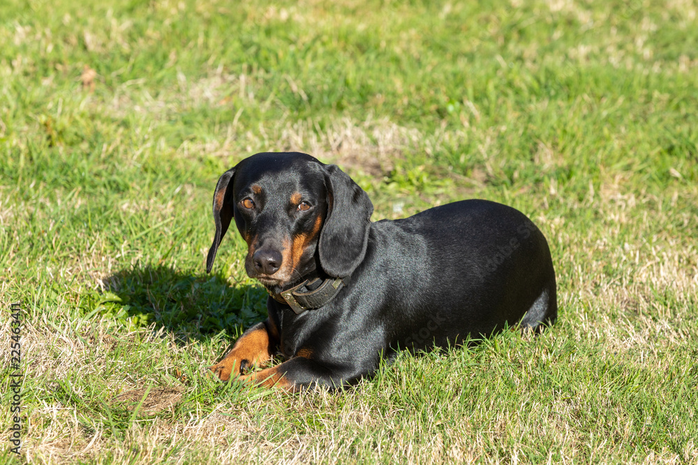 dachshund lying in the grass