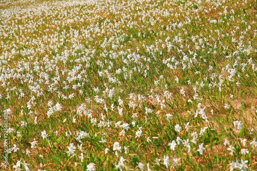 Fototapeta Naklejka Na Ścianę i Meble -  Daffodil mountain in Slovenia