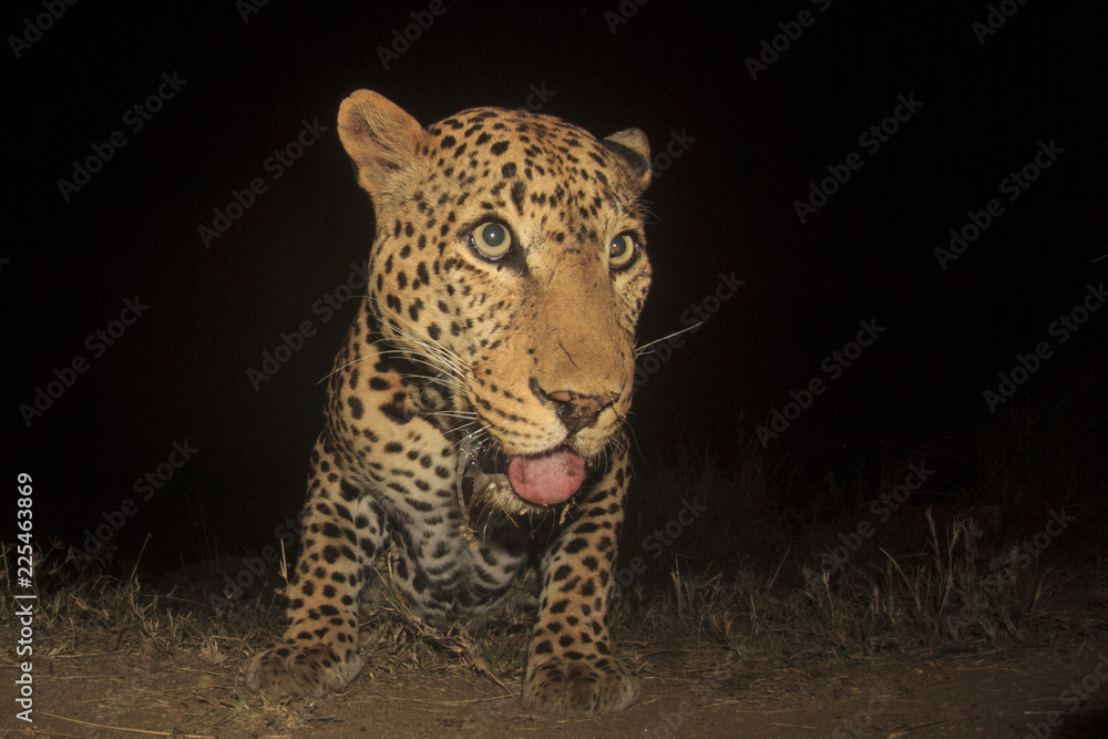 Obraz premium Leopard