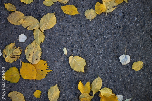 beautiful bright leaves on the road in the fall against the background of gray asphalt in the style of Vincent van Gogh