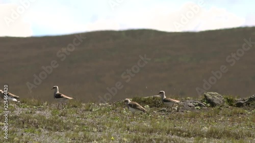 Group of four Andean lapwings (Vanellus resplendens) one takes flight in slow motion on the high paramo at the foot of Cotopaxi Volcano in the Ecuadorian Andes. photo