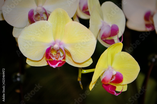 Blosoms yellow orchids 
