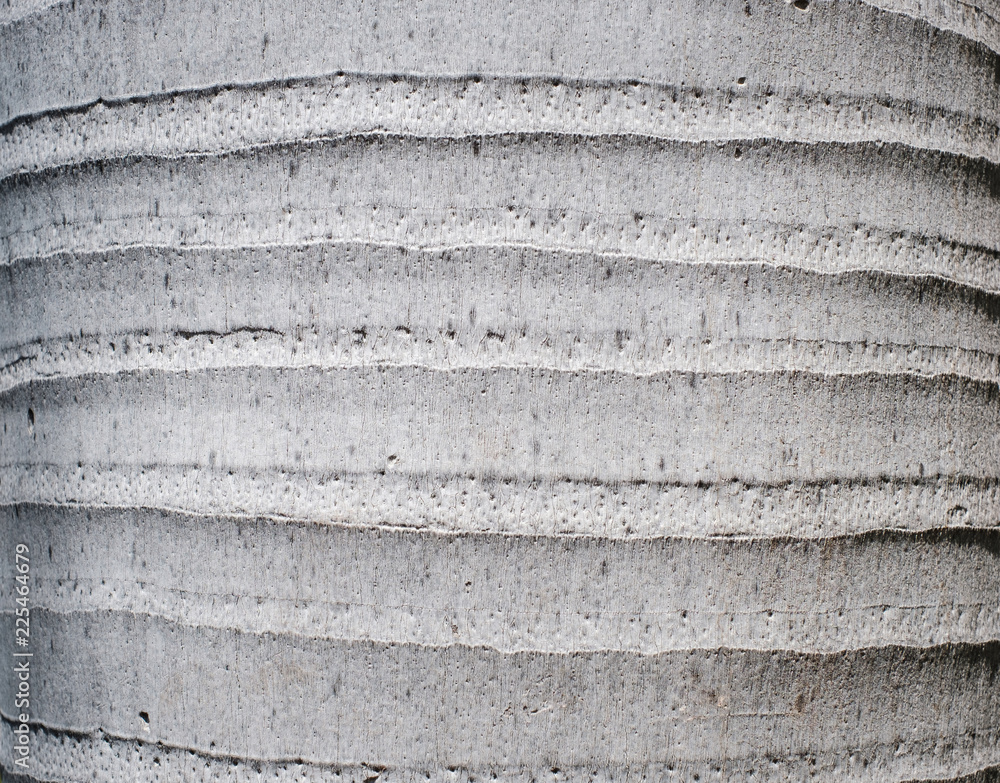 royal palm tree trunk closeup - (Roystonea Regia ) royal palm tree trunk closeup - (Roystonea Regia )