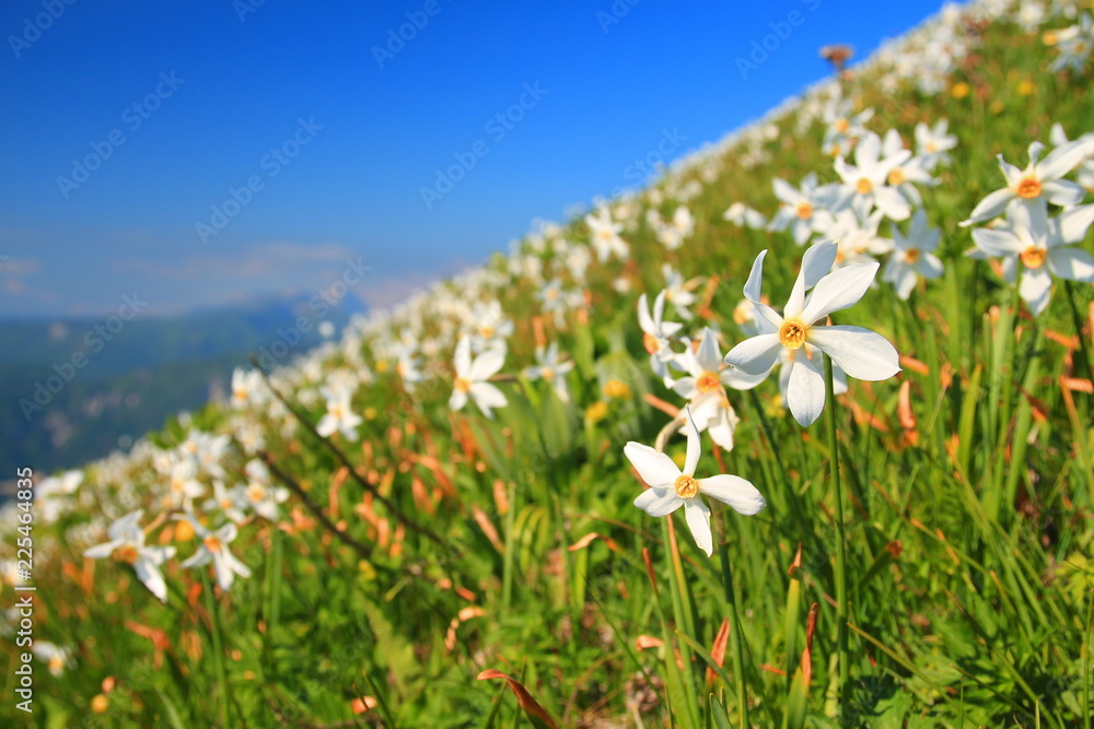 Fototapeta premium Daffodil mountain in Slovenia