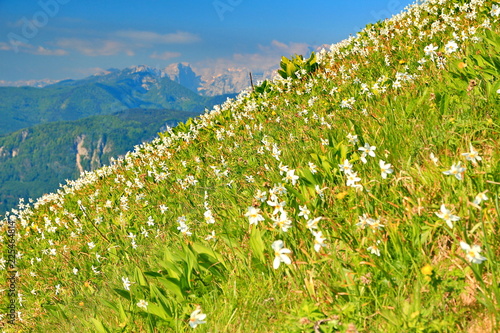 Fototapeta Naklejka Na Ścianę i Meble -  Daffodil mountain in Slovenia