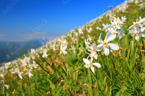 Fototapeta Naklejka Na Ścianę i Meble -  Daffodil mountain in Slovenia