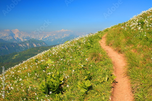 Photography Daffodil mountain in Slovenia