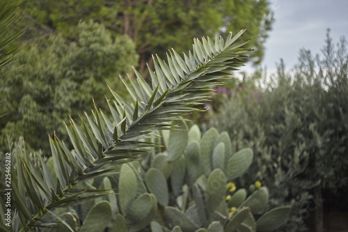 Detail of a tropical plant photo