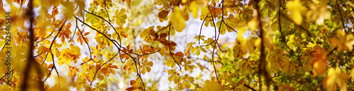 yellow chestnut leaves in autumn with beautiful sunlight. Autumnal foliage with blurry background photo