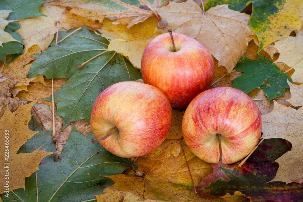 Three red and yellow apples on a background of autumn leaves Three red and yellow apples on a background of autumn leaves