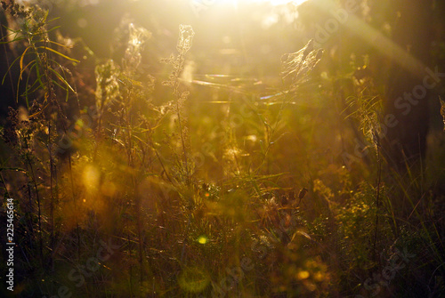 Grass and wildflowers at sunset