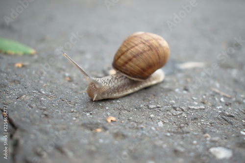Closeup of a snail on the pavement