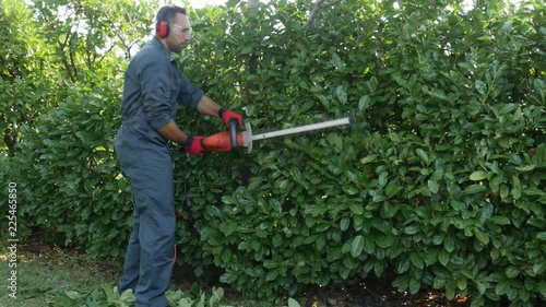 handsome young man gardener trimming hedgerow in park outdoor