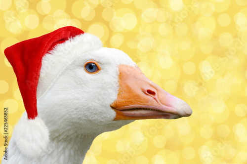 Christmas goose with Christmas cap photo