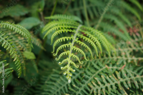 fern leaf closeup, fern plant macro nature background -