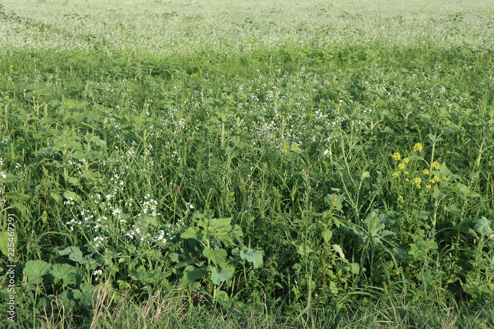 Feld mit Gründünger Feld mit Gründünger