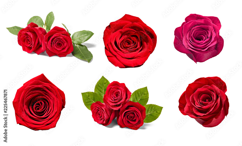 Fototapeta premium flower rose petal blosspm background