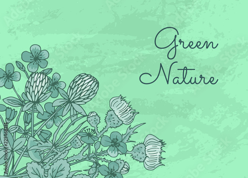 Banner and poster vector hand drawn medical herbs background with place for text illustration