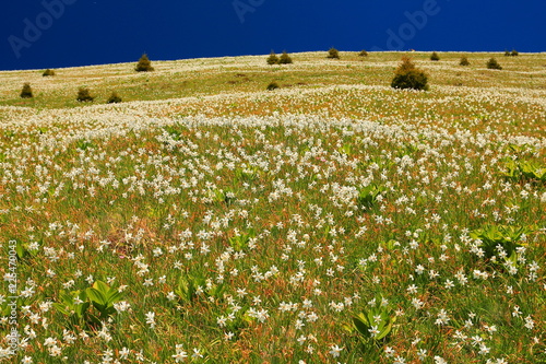 Fototapeta Naklejka Na Ścianę i Meble -  Daffodil mountain in Slovenia