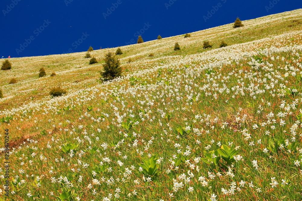 Fotografie Daffodil mountain in Slovenia