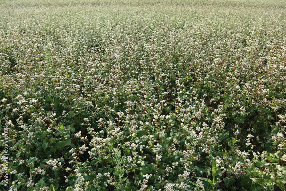 Feld mit Gründünger Feld mit Gründünger