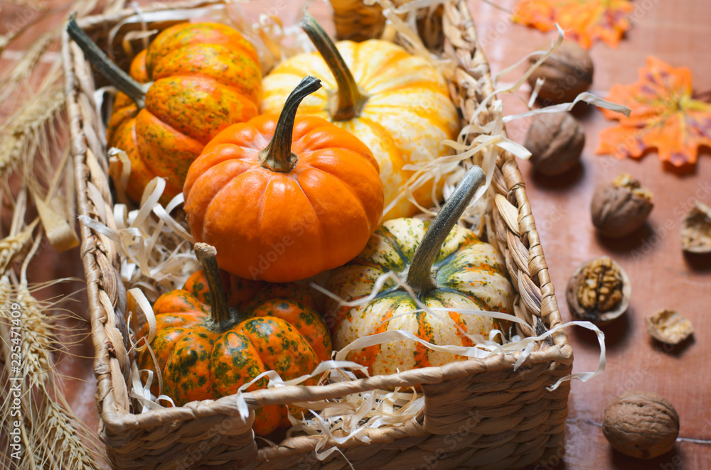 Different Colorful Pumpkins, Autumn Thanksgiving and Halloween Background Different Colorful Pumpkins, Autumn Thanksgiving and Halloween Background