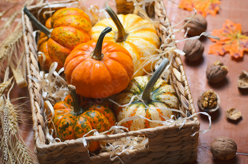 Different Colorful Pumpkins  Autumn Thanksgiving and Halloween Background