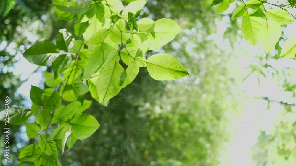 Greenery nature background, bright green leaves jungle tree plant twigs swaying in the wind on tropical bamboo forest blurred bokeh background. Greenery nature background, bright green leaves jungle tree plant twigs swaying in the wind on tropical bamboo forest blurred bokeh background.