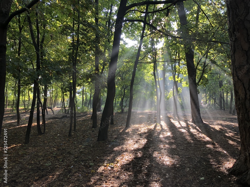 Morning in the forest: Sun ray