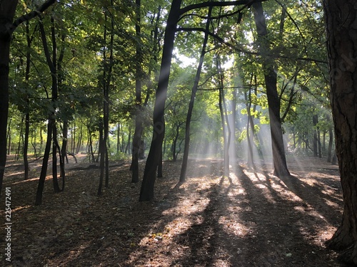 Morning in the forest  Sun ray