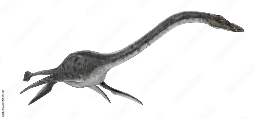 フタバスズキリュウ。エラスモサウルス科の海棲爬虫類。白亜紀後期。プレシオサウルスをはじめとする首長竜の仲間で、初めて日本出土の海棲爬虫類として