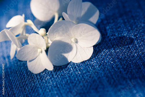Photos Wunderschöne reine Blüten auf Jeans Stoff Textur Hintergrund Reinheit