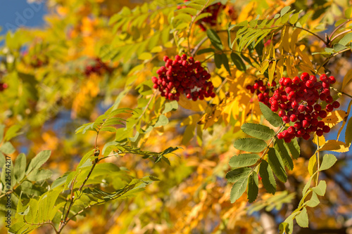 Autumn rowan tree with red berries and colorful leaves.