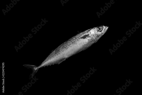 mackerel isolated on black background