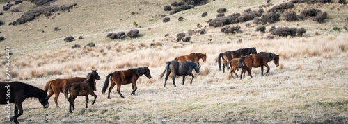 Obraz Stado dzikich koni Kaimanawa biegnących na kępach w pasmach górskich