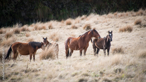 Obraz Kaimanawa dzikie konie stojące wśród kłów w pasmach górskich