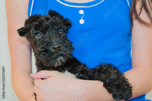 Fototapeta Naklejka Na Ścianę i Meble -  Puppy pet dog breed Kerry blue Terrier with a white spot and glued ears, close-up on the hands of the girl
