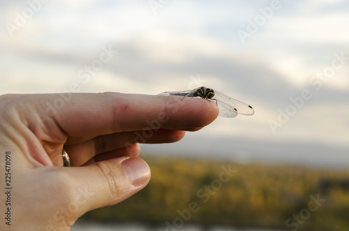 Dragonfly sitting on his hand