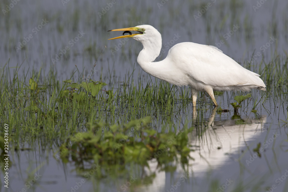 An adult Great egret (Ardea alba) swallowing a larva in a nature reserve in Poland. . An adult Great egret (Ardea alba) swallowing a larva in a nature reserve in Poland. .