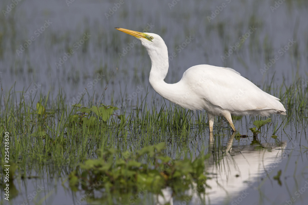 An adult Great egret (Ardea alba) swallowing a larva in a nature reserve in Poland. . An adult Great egret (Ardea alba) swallowing a larva in a nature reserve in Poland. .