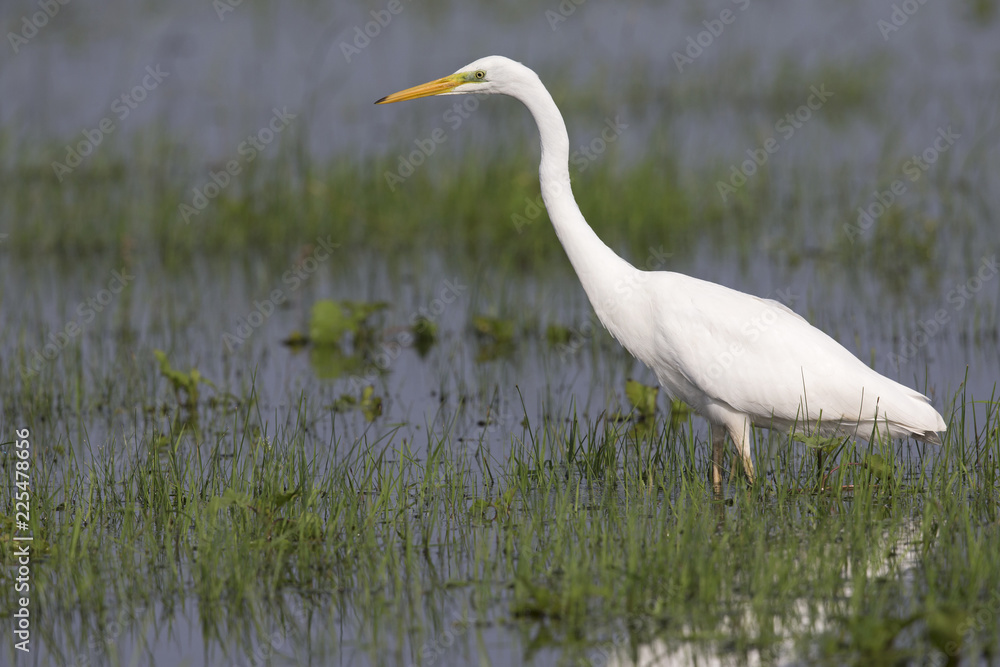 An adult Great egret (Ardea alba) foraging in a nature reserve in Poland. Walking slowly in a field flooded by a river. An adult Great egret (Ardea alba) foraging in a nature reserve in Poland. Walking slowly in a field flooded by a river.