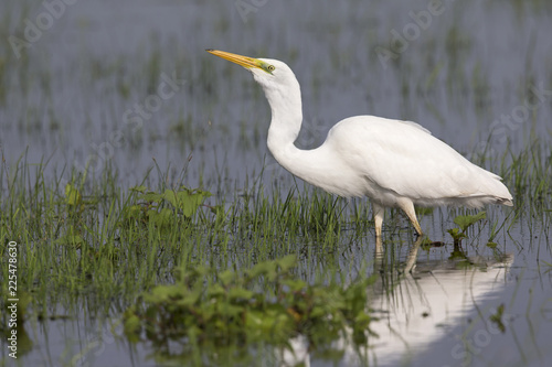 An adult Great egret (Ardea alba) swallowing a larva in a nature reserve in Poland. .