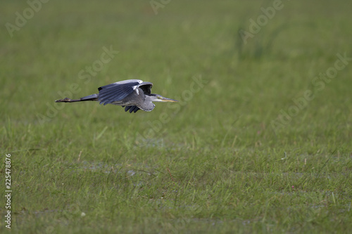 A grey heron (Ardea cinerea) in flight infront of a beautifull green background.  © Bouke