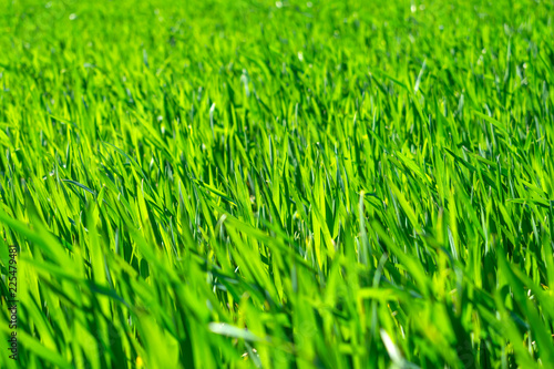 Young wheat field in spring, seedlings growing in a soil. Green wheat field, prouts of wheat. Close up. Selective focus. Agronomic background